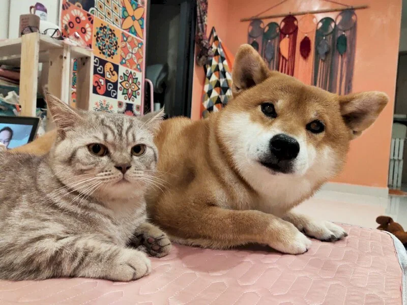 Meme chó shiba bựa cực hài với biểu cảm khó đỡ