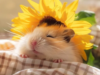 Những hamster meme dễ thương khiến bạn cười ngất