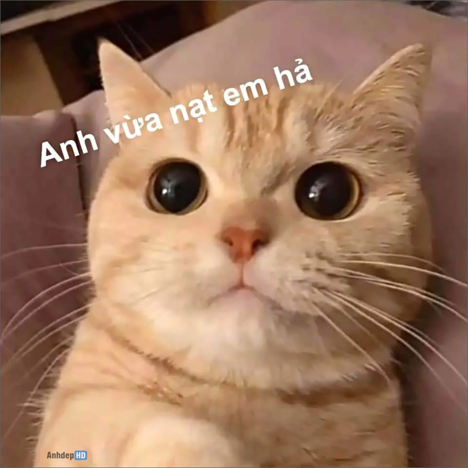 Meme mèo cười haha bá đạo cho bạn