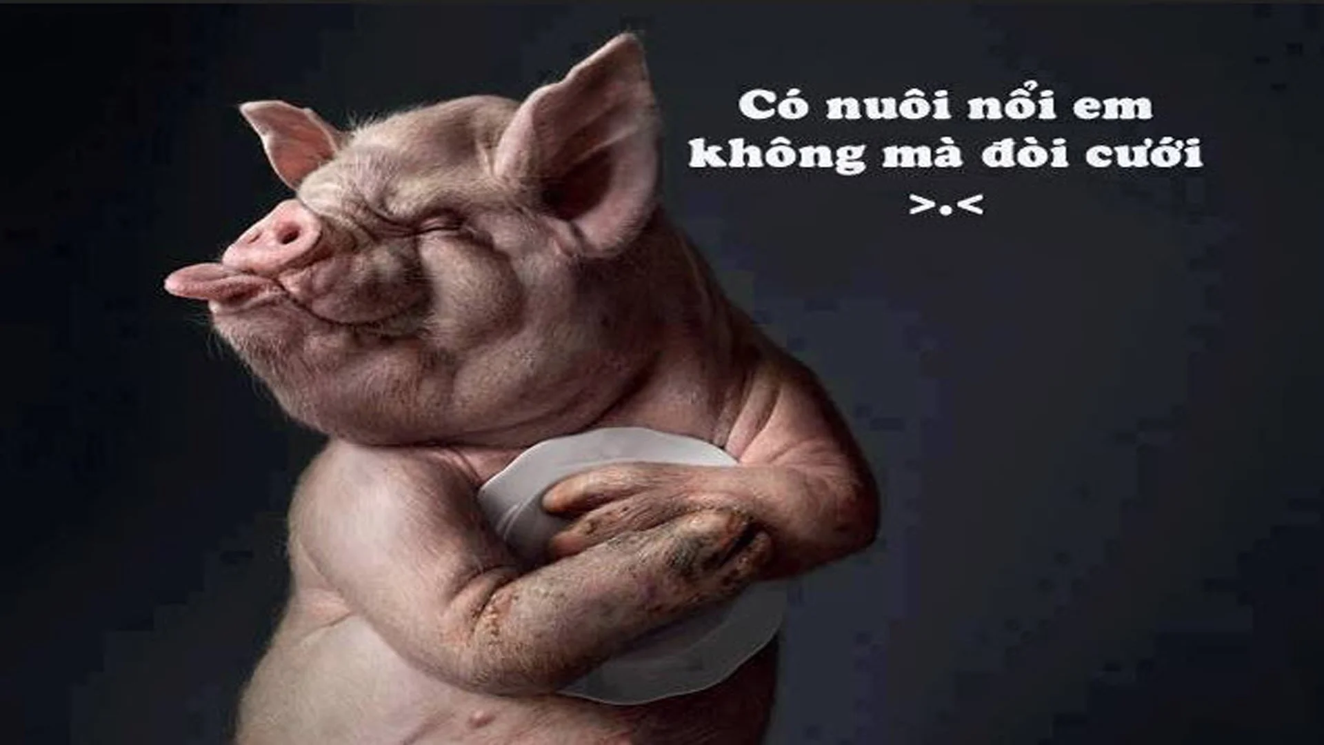 Ảnh mèo meme cười cực dễ thương mới