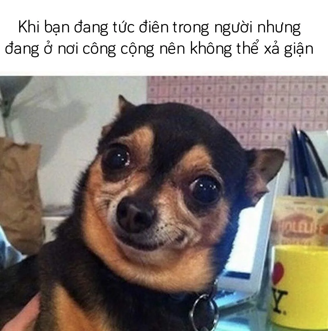 Meme cười ngượng siêu đáng yêu tải ngay