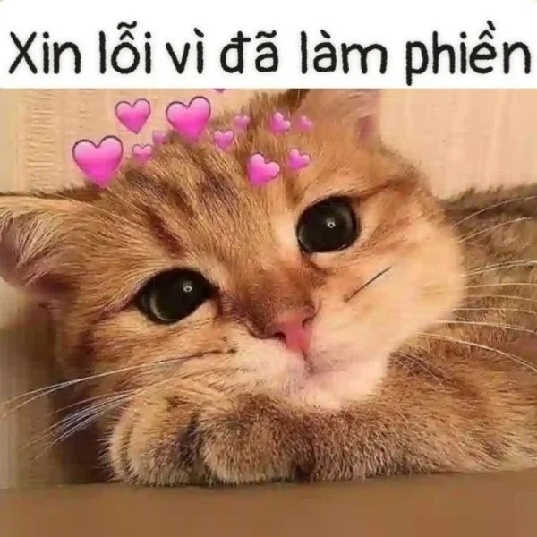 Ấn tượng với cute meme mèo tặng hoa dễ thương