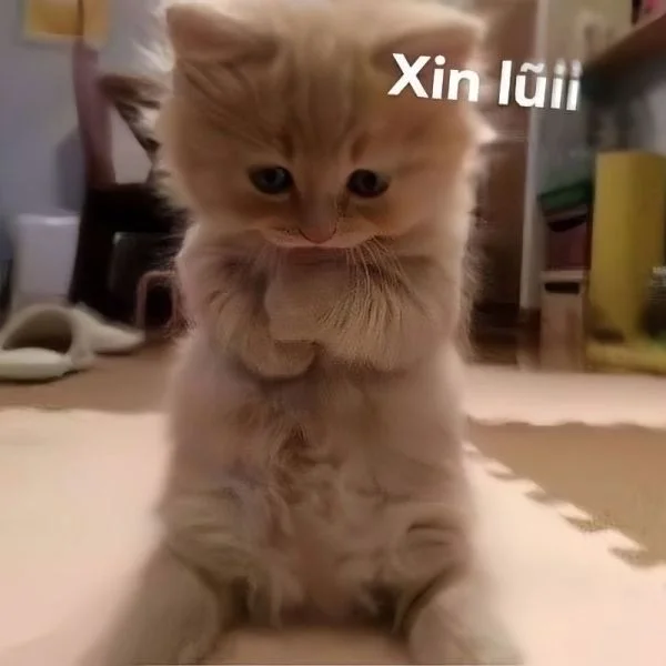 Hài hước cùng meme chống nạnh cute dễ thương