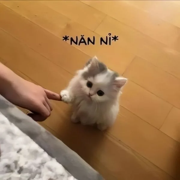 Tặng bạn bộ meme chúc mừng sinh nhật cute siêu lạTặng bạn bộ meme chúc mừng sinh nhật cute siêu lạ

