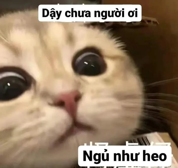 Ảnh meme mèo dỗi đáng yêu không ai nỡ giận