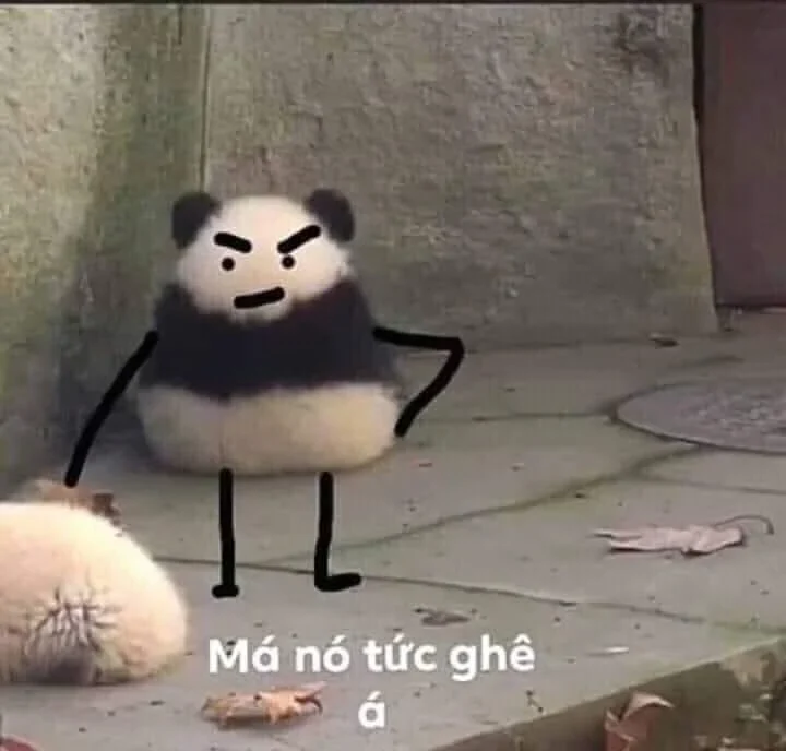 Mèo giận dỗi meme nhưng vẫn cute không đỡ được