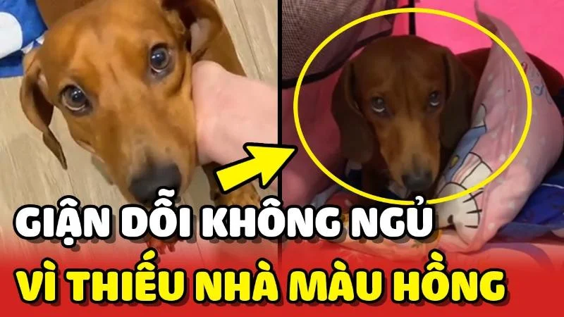 Đừng giận mà meme hãy cùng nhau vui vẻ nhé