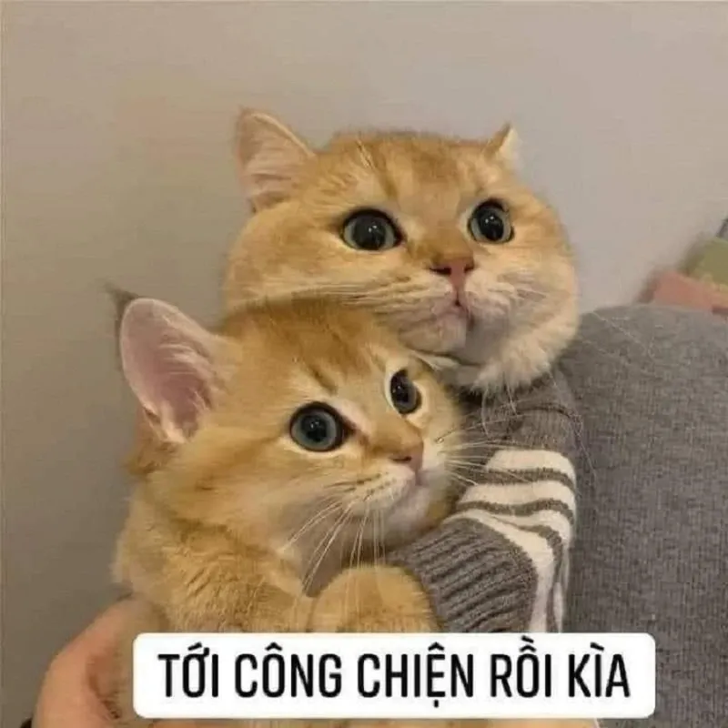 Meme thả haha gây sốt với sự hài hước khó cưỡng.