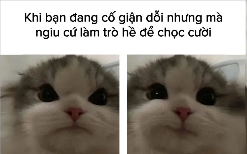 Meme mèo cầm hoa tặng đầy dễ thương