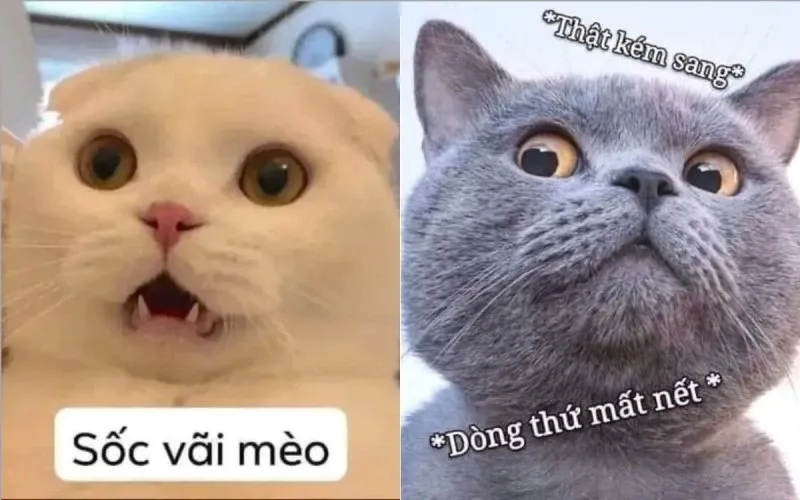 Hình meme mèo cầm phóng lợn siêu hài