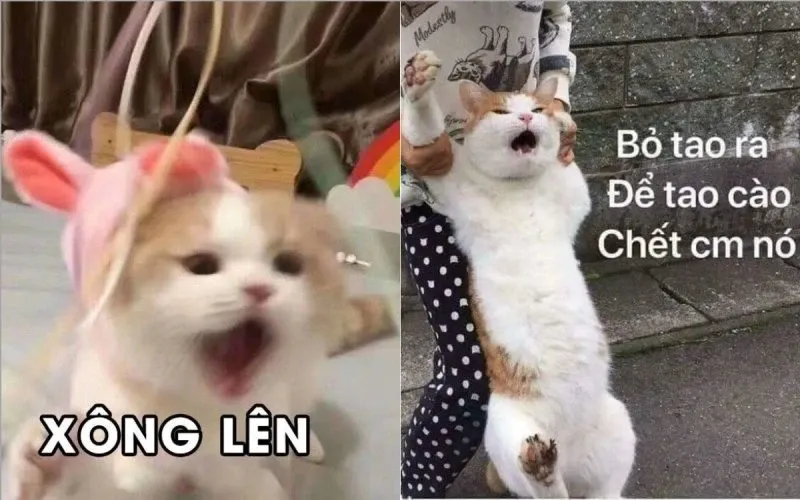 Meme mèo ăn chuối biểu cảm hài hước