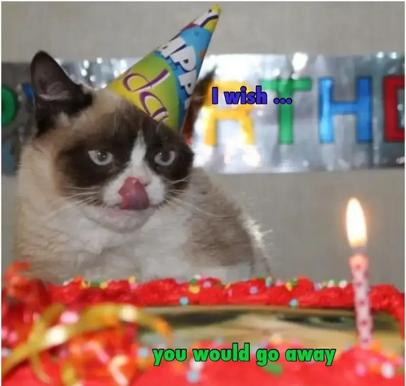 Cat happy birthday meme dễ thương giúp buổi tiệc thêm vui