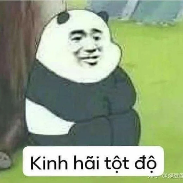 Meme gấu Trung Quốc đáng yêu nhất