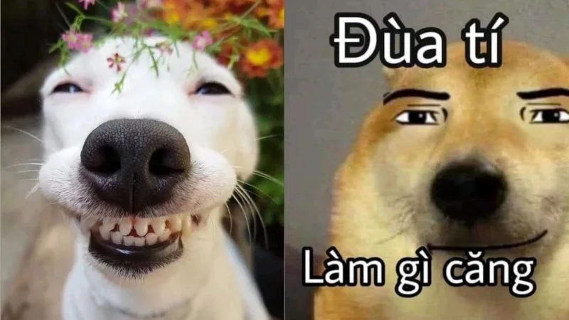 Niềm vui trong tầm tay với vui vẻ meme