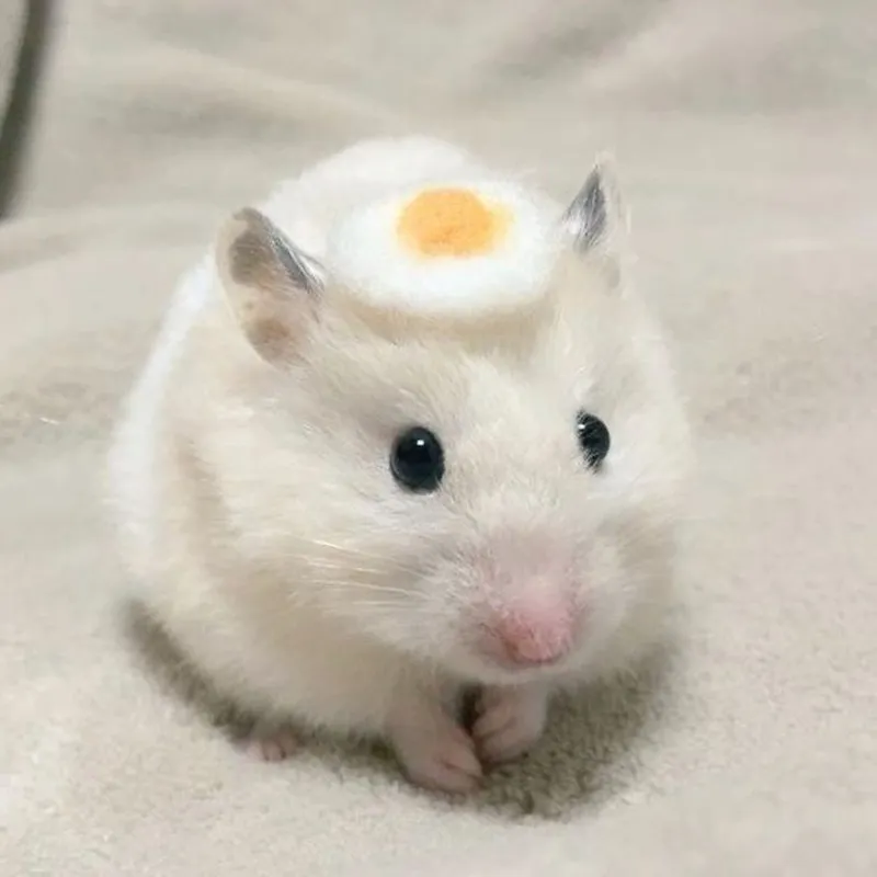 Meme chuột hamster khóc đầy cảm xúc và hài hước.